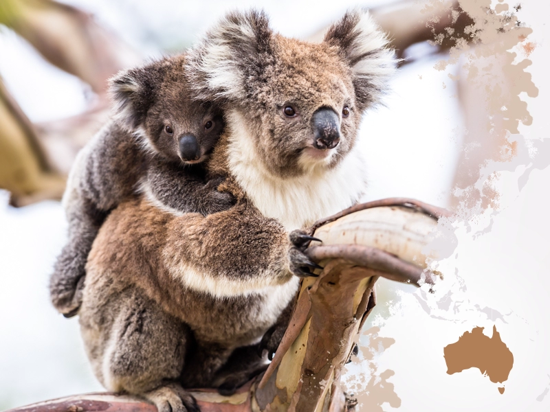 Koala australijski – introwertyk w świecie zwierząt